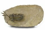 Spiny Trident Walliserops Trilobite - Foum Zguid, Morocco #381609-1